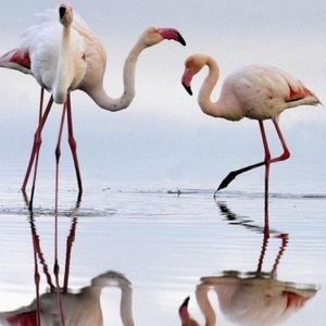 Meet your Posher, Frances